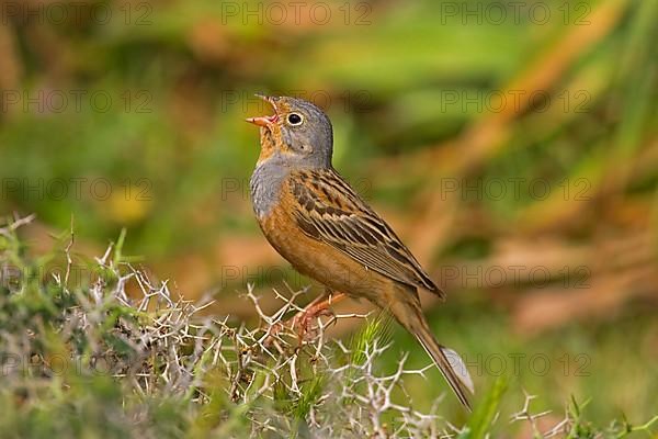 Cretzschmar's buntings