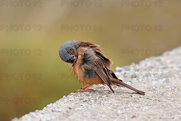 Cretzschmar's cretzschmar's bunting