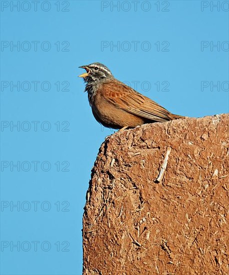 House Sparrow