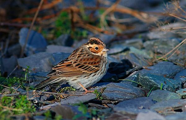 Little Bunting