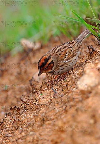 Little Bunting