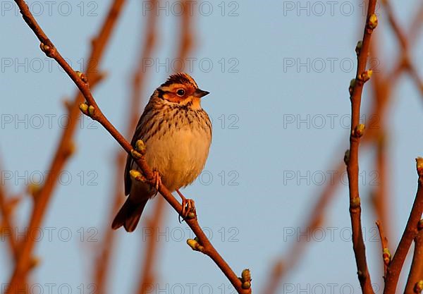 Little buntings