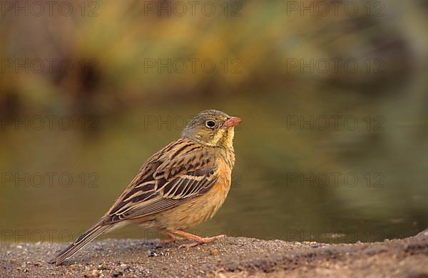 Ortolan bunting