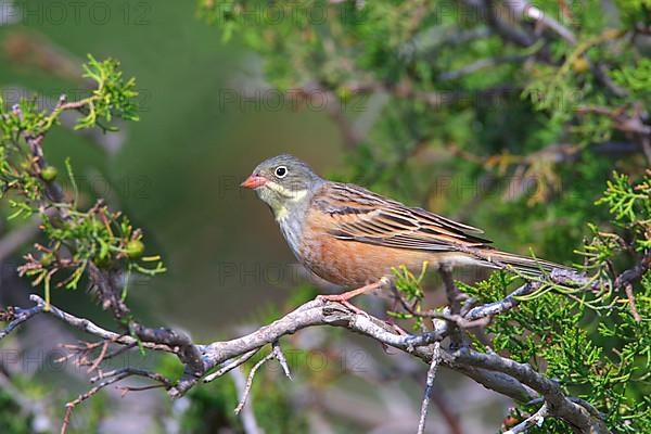 Ortolan Bunting