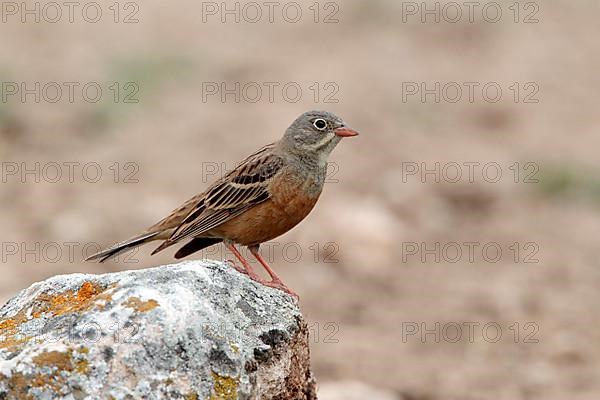 Ortolan bunting