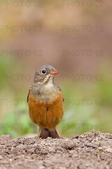 Ortolan Bunting