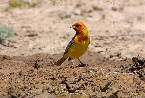 Red-headed Bunting