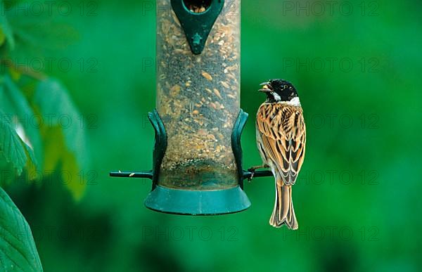 Reed buntings