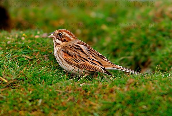 Reed bunting