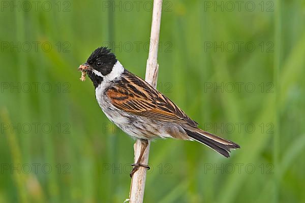 Reed bunting