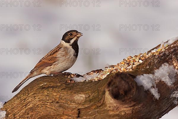 Reed bunting