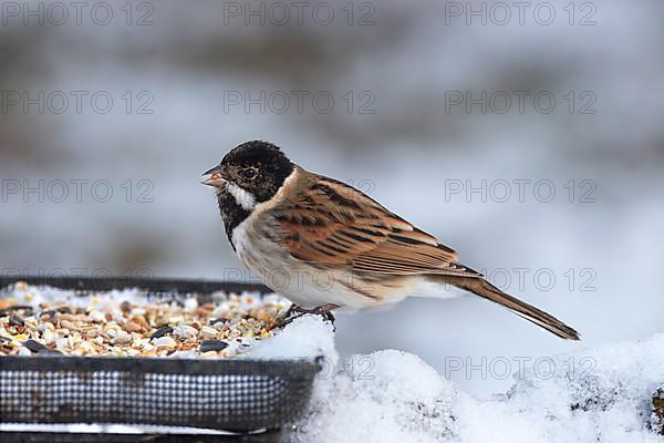 Reed bunting