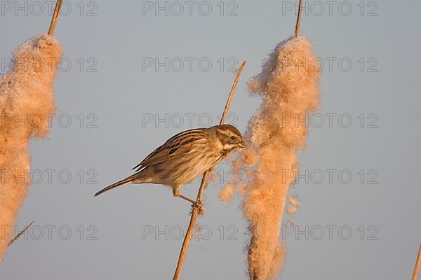 Reed bunting