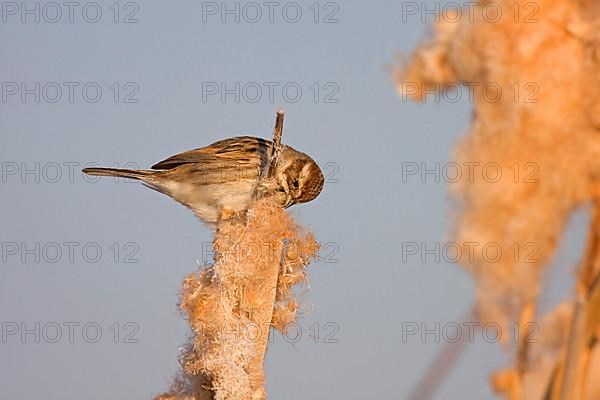 Reed bunting