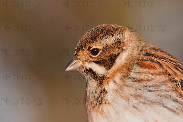 Reed bunting