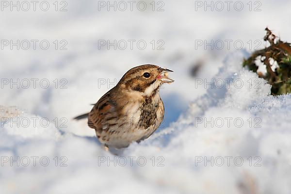 Reed bunting