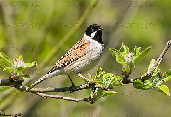 Reed bunting