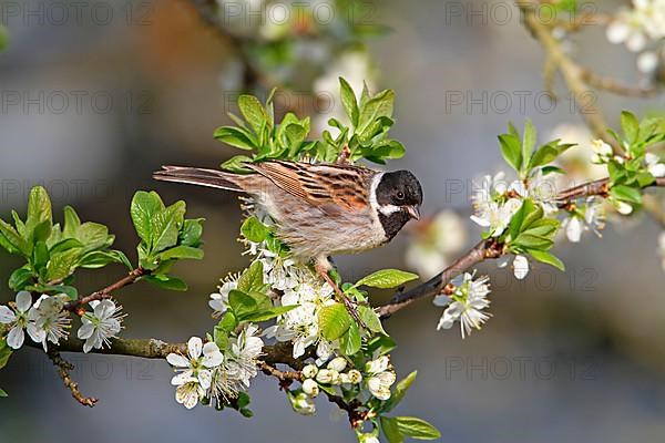 Reed bunting