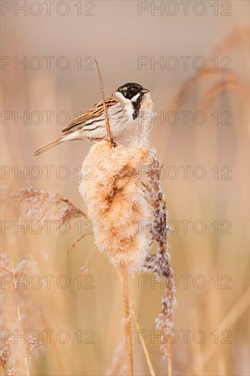 Reed Bunting