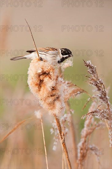 Reed Bunting