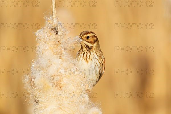 Reed Bunting