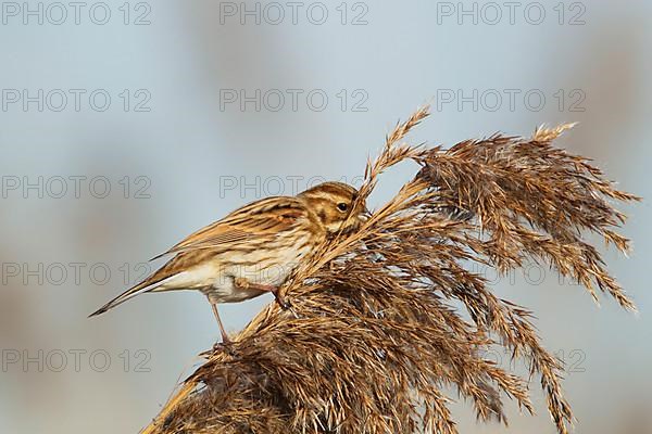 Reed Bunting