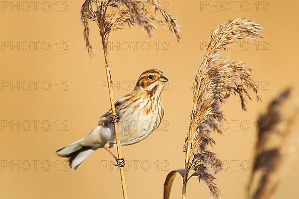 Reed Bunting