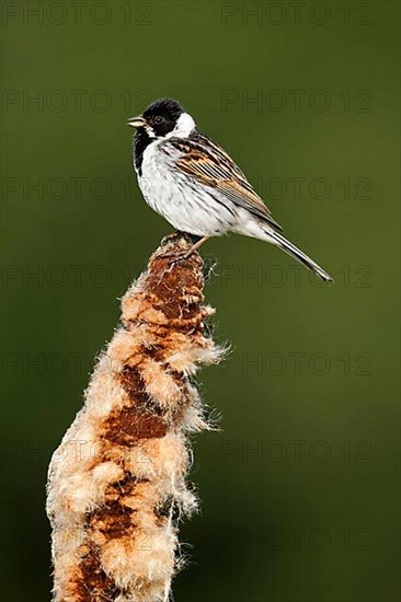 Reed bunting