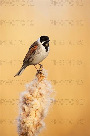 Reed bunting