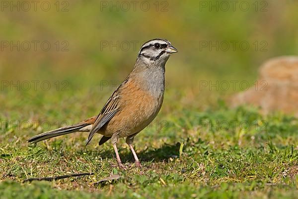 Rock bunting