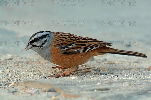 Rock Bunting