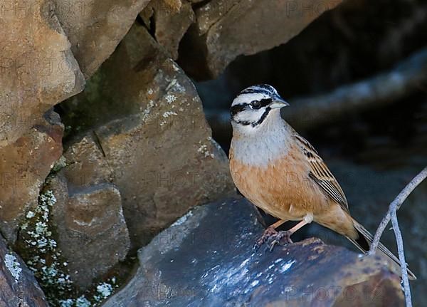 Rock bunting