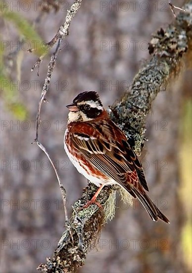 Rustic bunting