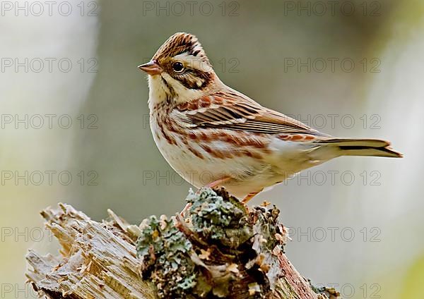 Rustic bunting