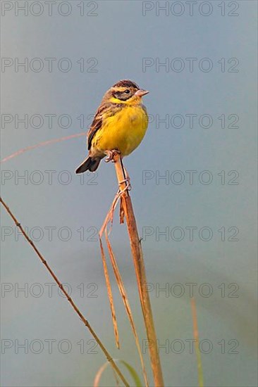 Yellow-breasted bunting