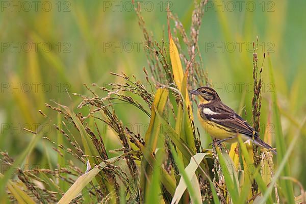 Yellow-breasted bunting