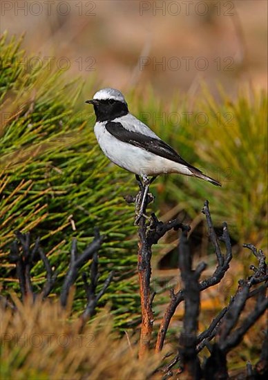 Atlas Wheatear