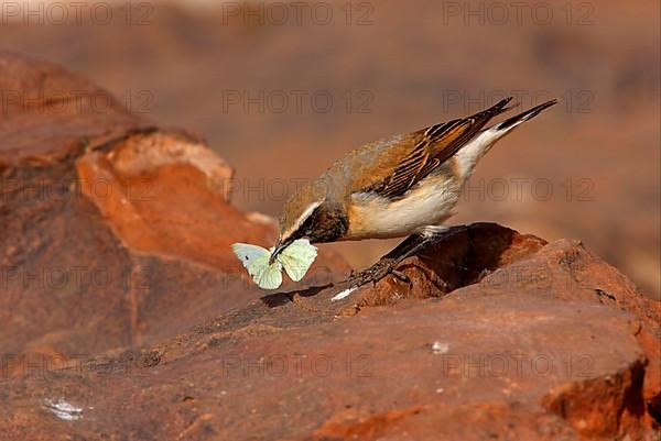 Seebohm's wheatear