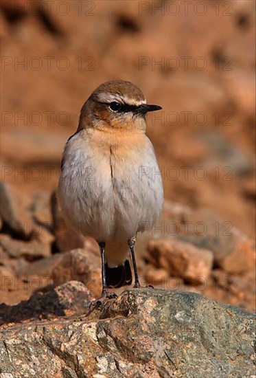 Seebohm's wheatear