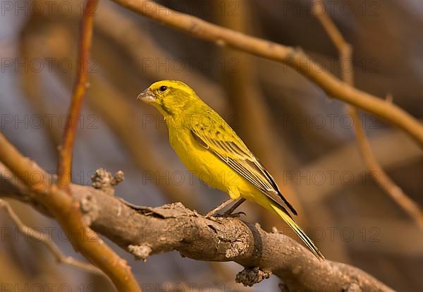 Yellow Canary