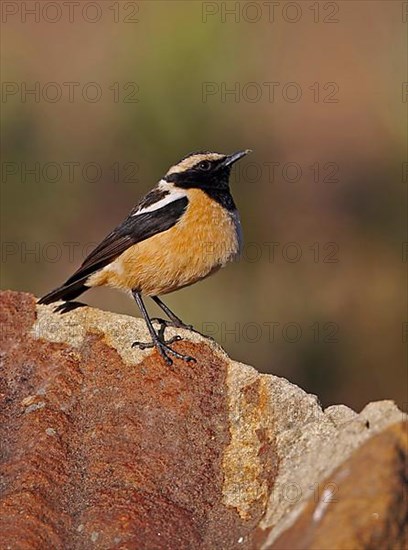 Buff-streaked Chat