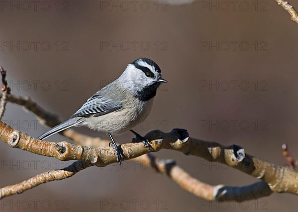 Mountain Tit