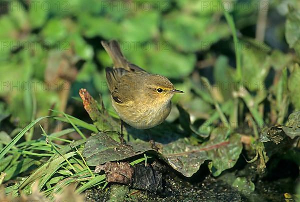 Eurasian Chiffchaff