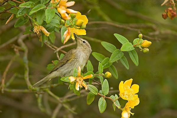 Chiffchaff