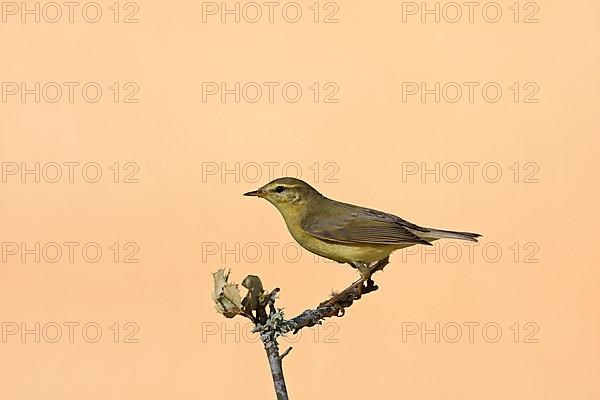 Chiffchaff