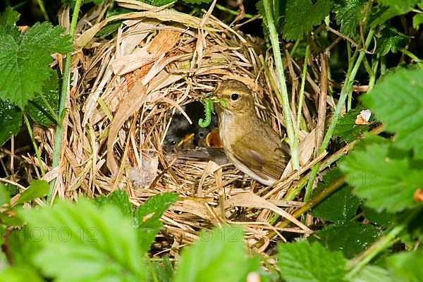 Chiffchaff