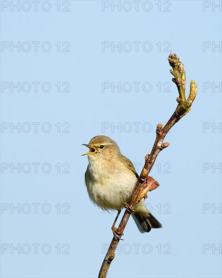 Chiffchaff