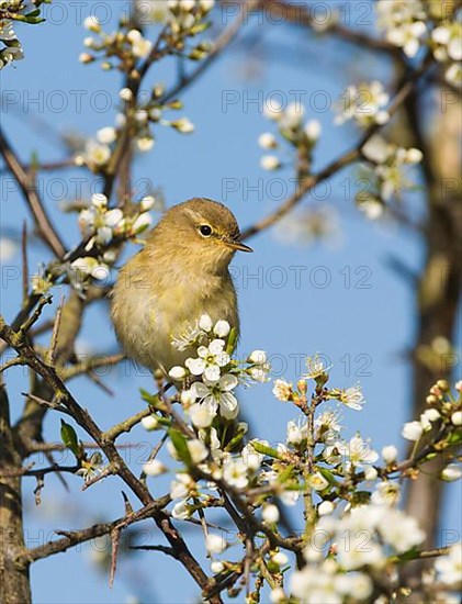 Chiffchaff