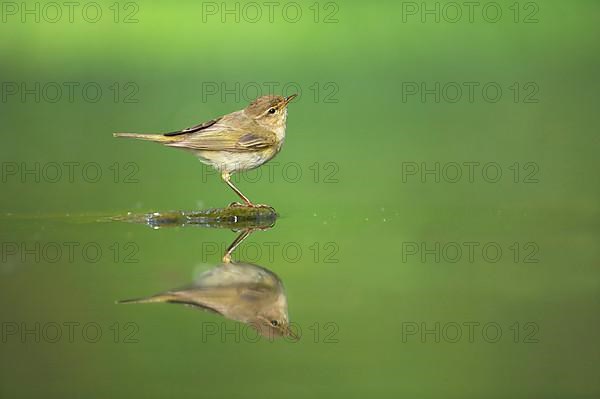 Chiffchaff