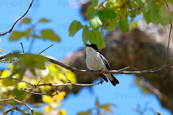 Atlas pied flycatcher